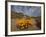 Annual Spring Wild Daisies, Namaqualand, Northern Cape, South Africa, Africa-Steve & Ann Toon-Framed Photographic Print