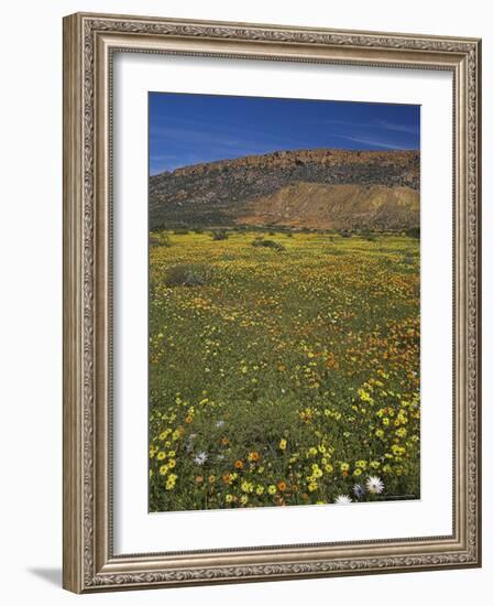 Annual Spring Wildlflower Carpets, Biedouw Valley, Western Cape, South Africa, Africa-Steve & Ann Toon-Framed Photographic Print