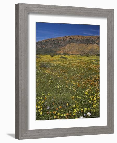 Annual Spring Wildlflower Carpets, Biedouw Valley, Western Cape, South Africa, Africa-Steve & Ann Toon-Framed Photographic Print