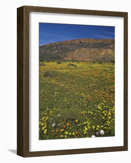 Annual Spring Wildlflower Carpets, Biedouw Valley, Western Cape, South Africa, Africa-Steve & Ann Toon-Framed Photographic Print