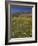 Annual Spring Wildlflower Carpets, Biedouw Valley, Western Cape, South Africa, Africa-Steve & Ann Toon-Framed Photographic Print