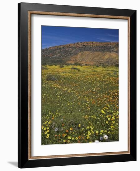 Annual Spring Wildlflower Carpets, Biedouw Valley, Western Cape, South Africa, Africa-Steve & Ann Toon-Framed Photographic Print