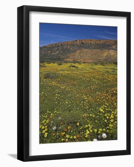 Annual Spring Wildlflower Carpets, Biedouw Valley, Western Cape, South Africa, Africa-Steve & Ann Toon-Framed Photographic Print