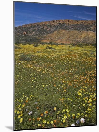 Annual Spring Wildlflower Carpets, Biedouw Valley, Western Cape, South Africa, Africa-Steve & Ann Toon-Mounted Photographic Print