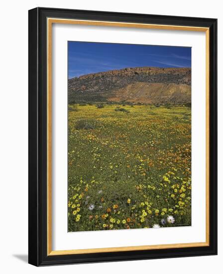 Annual Spring Wildlflower Carpets, Biedouw Valley, Western Cape, South Africa, Africa-Steve & Ann Toon-Framed Photographic Print