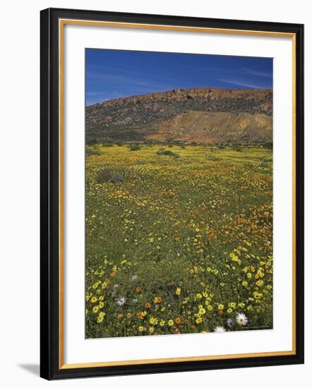 Annual Spring Wildlflower Carpets, Biedouw Valley, Western Cape, South Africa, Africa-Steve & Ann Toon-Framed Photographic Print