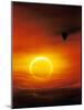 Annular Solar Eclipse-Detlev Van Ravenswaay-Mounted Photographic Print