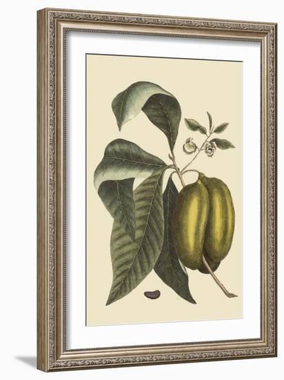 Anona - Cherimoya Fruit-Mark Catesby-Framed Art Print