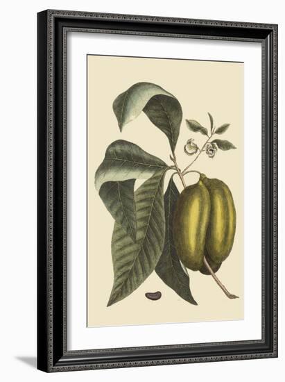 Anona - Cherimoya Fruit-Mark Catesby-Framed Art Print