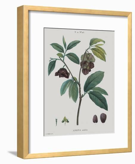 Anona-Pierre Joseph Redoute-Framed Giclee Print