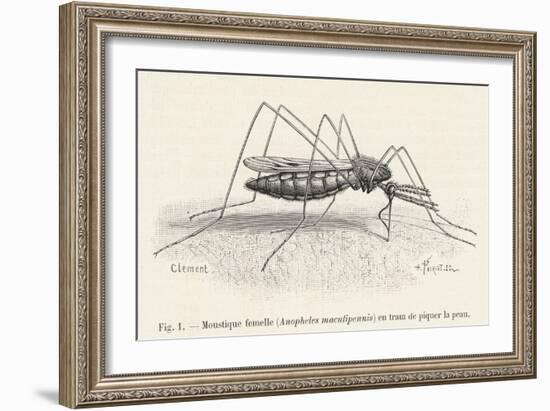 Anopheles Maculipennis a Female Mosquito Biting Human Skin-null-Framed Art Print