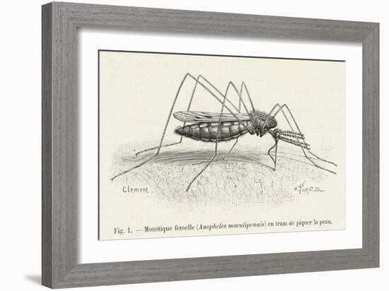 Anopheles Maculipennis a Female Mosquito Biting Human Skin-null-Framed Art Print