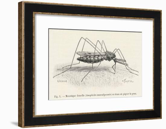 Anopheles Maculipennis a Female Mosquito Biting Human Skin-null-Framed Art Print