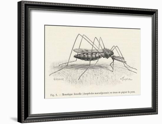 Anopheles Maculipennis a Female Mosquito Biting Human Skin-null-Framed Art Print