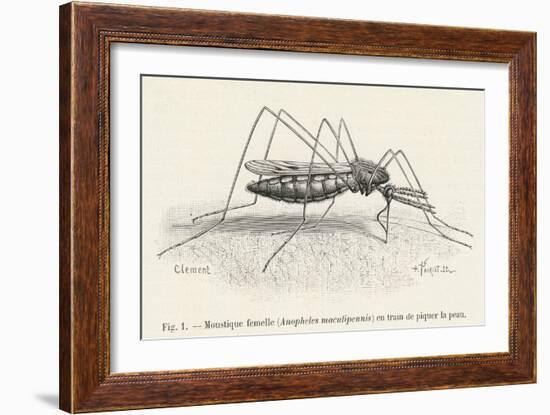 Anopheles Maculipennis a Female Mosquito Biting Human Skin-null-Framed Art Print