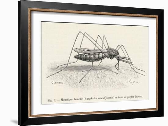 Anopheles Maculipennis a Female Mosquito Biting Human Skin-null-Framed Art Print