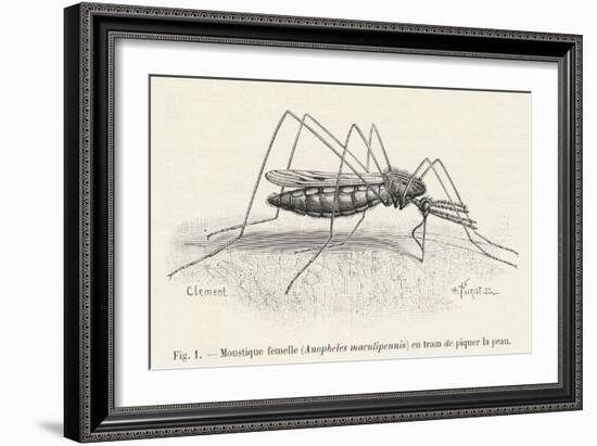 Anopheles Maculipennis a Female Mosquito Biting Human Skin-null-Framed Art Print