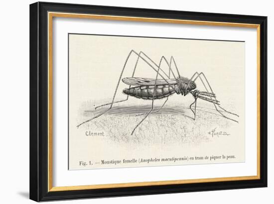 Anopheles Maculipennis a Female Mosquito Biting Human Skin-null-Framed Art Print