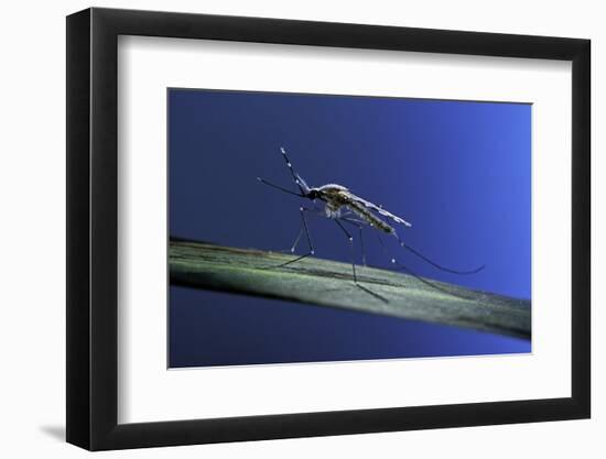 Anopheles Maculipennis (Malaria Mosquito)-Paul Starosta-Framed Photographic Print