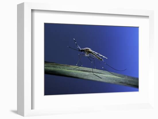 Anopheles Maculipennis (Malaria Mosquito)-Paul Starosta-Framed Photographic Print