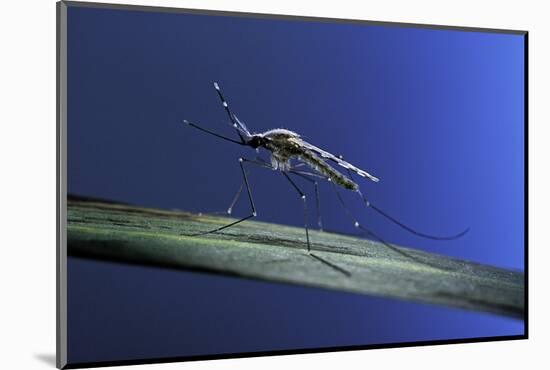 Anopheles Maculipennis (Malaria Mosquito)-Paul Starosta-Mounted Photographic Print