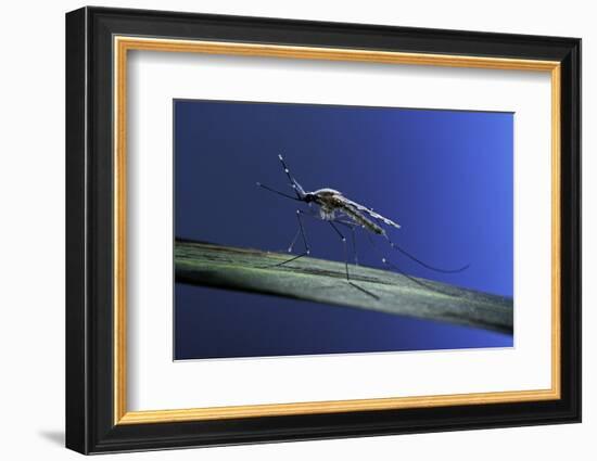 Anopheles Maculipennis (Malaria Mosquito)-Paul Starosta-Framed Photographic Print