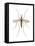 Anopheles Mosquito (Anopheles Quadrimaculatus), Insects-Encyclopaedia Britannica-Framed Stretched Canvas