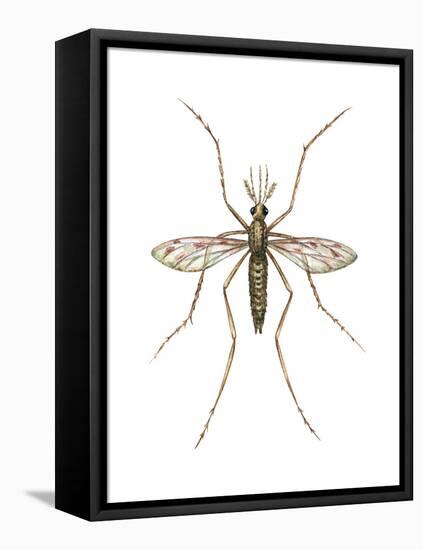 Anopheles Mosquito (Anopheles Quadrimaculatus), Insects-Encyclopaedia Britannica-Framed Stretched Canvas