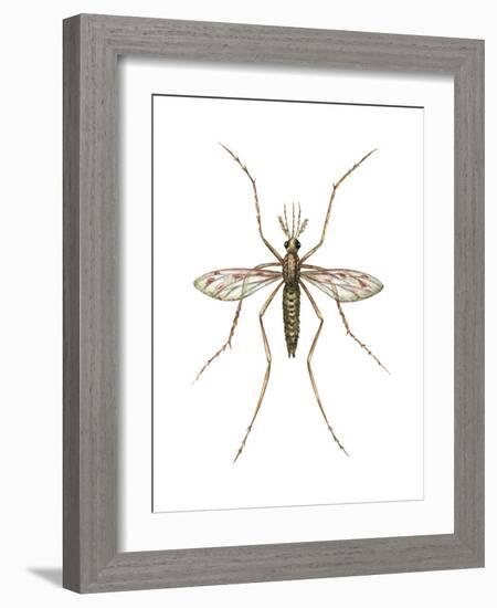 Anopheles Mosquito (Anopheles Quadrimaculatus), Insects-Encyclopaedia Britannica-Framed Art Print