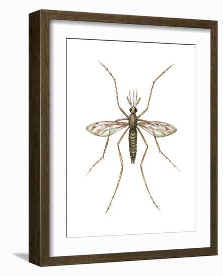 Anopheles Mosquito (Anopheles Quadrimaculatus), Insects-Encyclopaedia Britannica-Framed Art Print