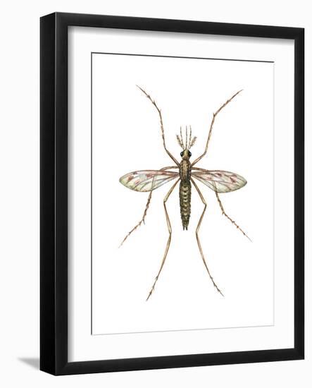 Anopheles Mosquito (Anopheles Quadrimaculatus), Insects-Encyclopaedia Britannica-Framed Art Print