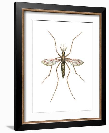 Anopheles Mosquito (Anopheles Quadrimaculatus), Insects-Encyclopaedia Britannica-Framed Art Print