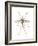 Anopheles Mosquito (Anopheles Quadrimaculatus), Insects-Encyclopaedia Britannica-Framed Art Print
