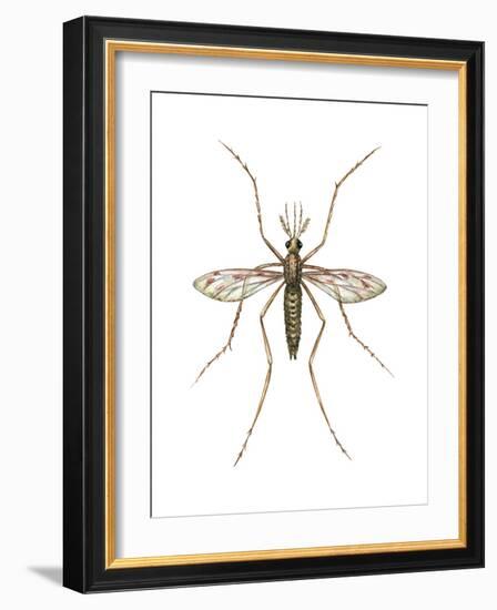 Anopheles Mosquito (Anopheles Quadrimaculatus), Insects-Encyclopaedia Britannica-Framed Art Print