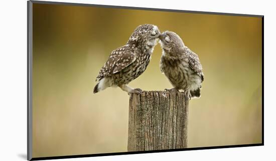 Another Little Peck-Mark Bridger-Mounted Art Print