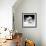 Another Look - Paris-Philippe Hugonnard-Framed Photographic Print displayed on a wall