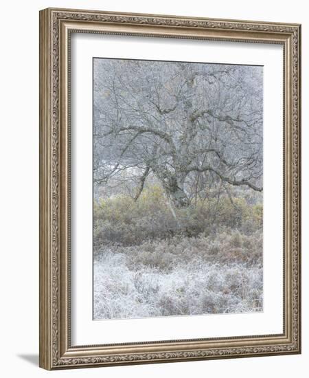 Another Winter-Doug Chinnery-Framed Photographic Print