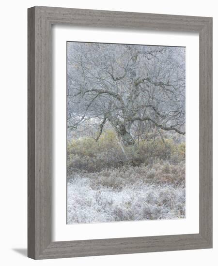 Another Winter-Doug Chinnery-Framed Photographic Print