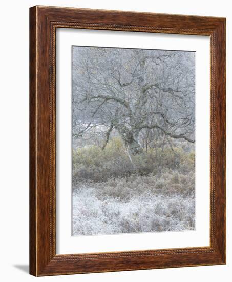 Another Winter-Doug Chinnery-Framed Photographic Print