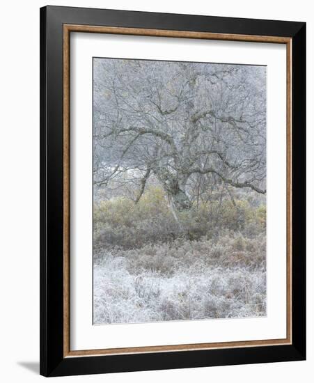 Another Winter-Doug Chinnery-Framed Photographic Print