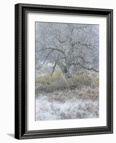 Another Winter-Doug Chinnery-Framed Photographic Print