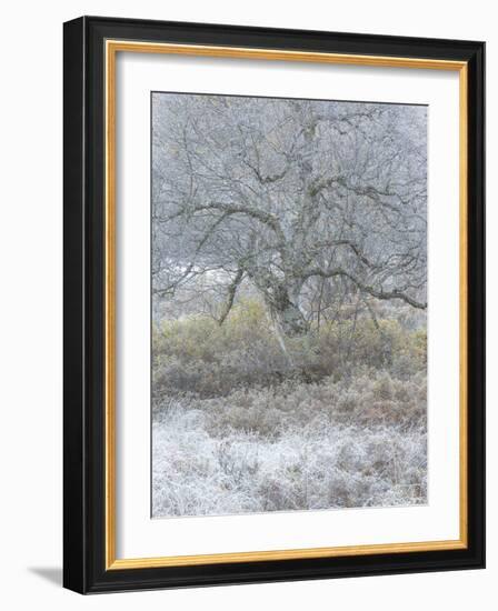 Another Winter-Doug Chinnery-Framed Photographic Print