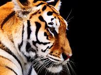 Big Tiger on a Black Background-ANP-Framed Photographic Print