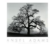 Oak Tree, Sunset City, California-Ansel Adams-Framed Art Print