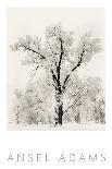 Oak Tree-Ansel Adams-Art Print
