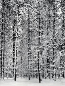 Pine Forest in Snow, Yosemite National Park, 1932 by Ansel Adams