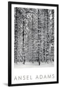 Pine Forest in Snow, Yosemite National Park, 1932 by Ansel Adams