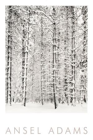 'Pine Forest in Snow, Yosemite National Park, 1932' Art ...