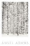 Pine Forest in the Snow, Yosemite National Park-Ansel Adams-Mounted Art Print