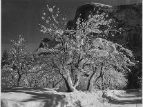 Trees With Snow On Branches "Half Dome Apple Orchard Yosemite" California. April 1933. 1933-Ansel Adams-Art Print